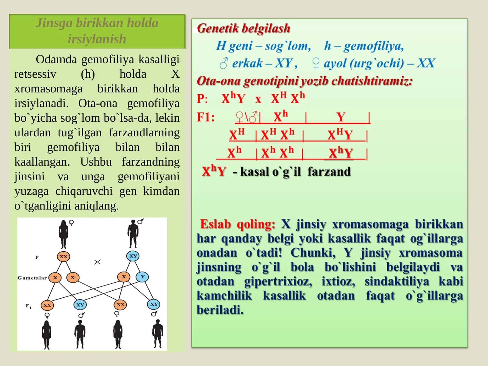 Jinsga birikkan holda irsiylanish