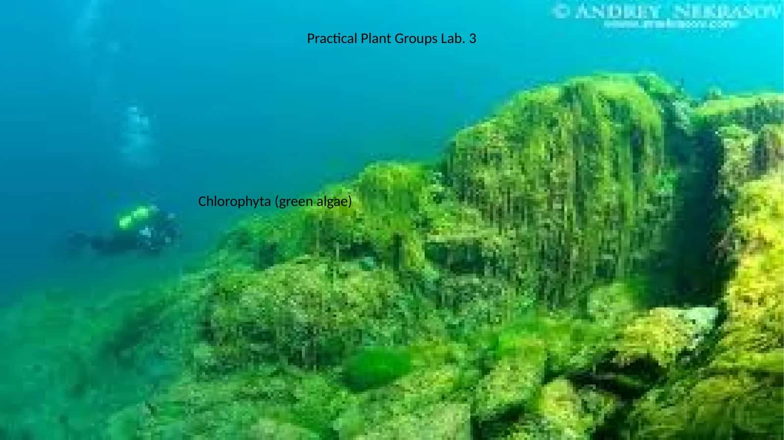 General Characteristics of Chlorophyta