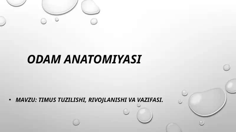 TIMUS TUZILISHI, RIVOJLANISHI VA VAZIFASI.