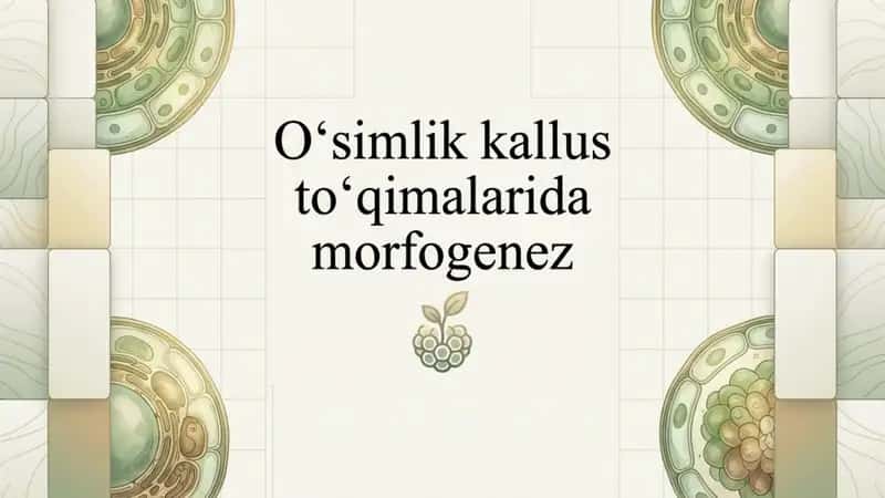 Oʻsimliklar kallus toʻqimalarida morfogenez