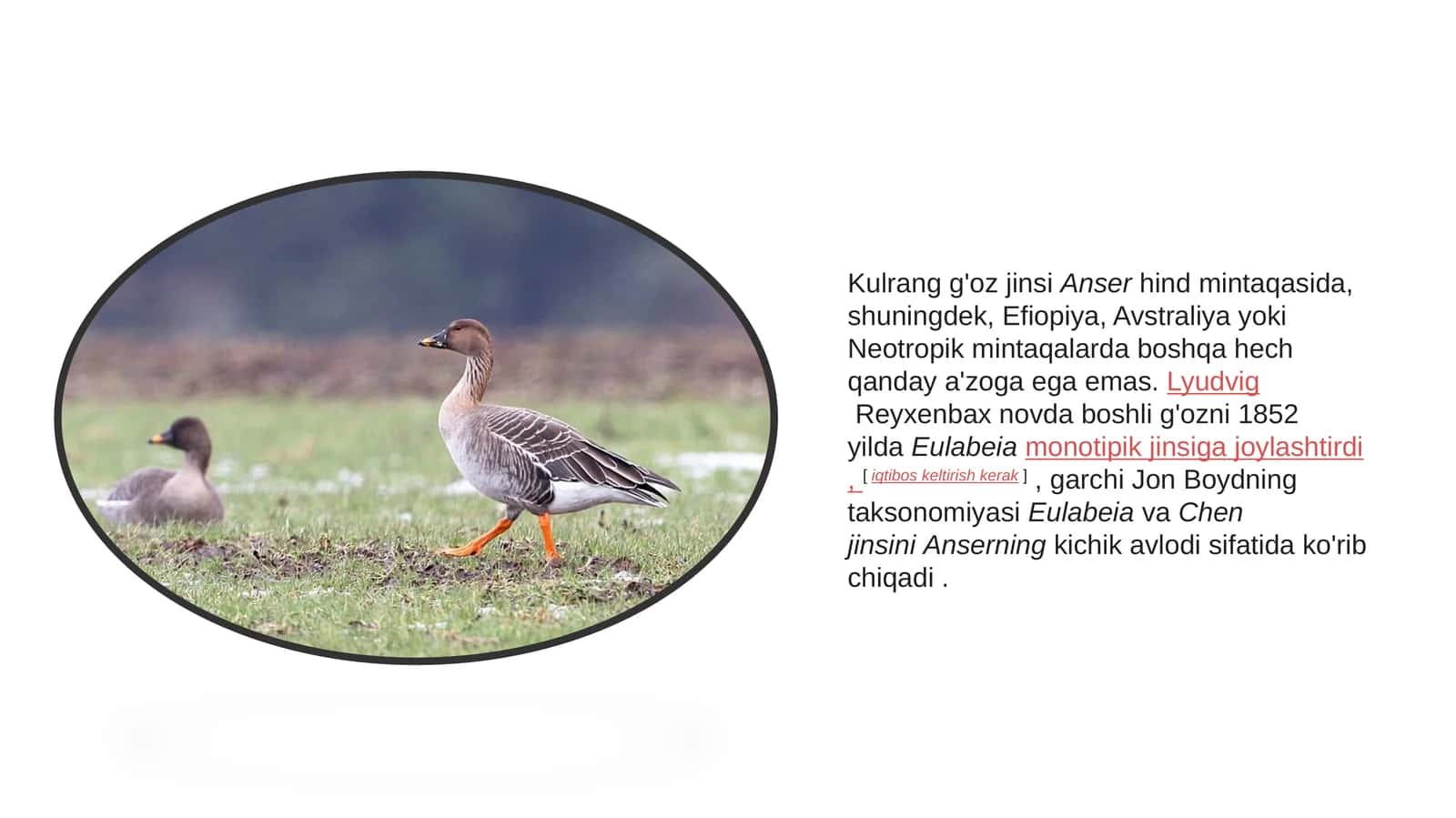 Kulrangg'oz jinsi