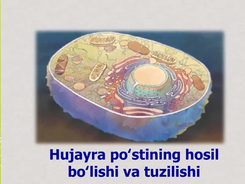 Hujayra poʻstining hosil boʻlishi va tuzilishi