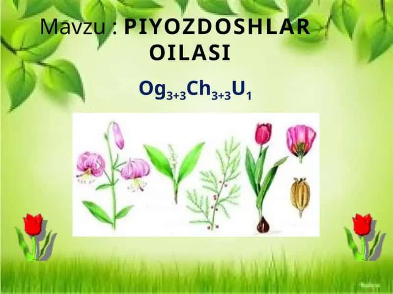 PIYOZDOSHLAR OILASI