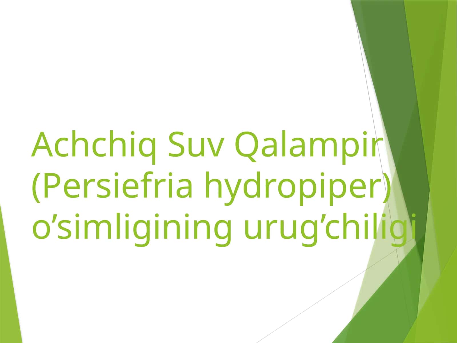 Achchiq SuvQalampir (Persiefria hydropiper)