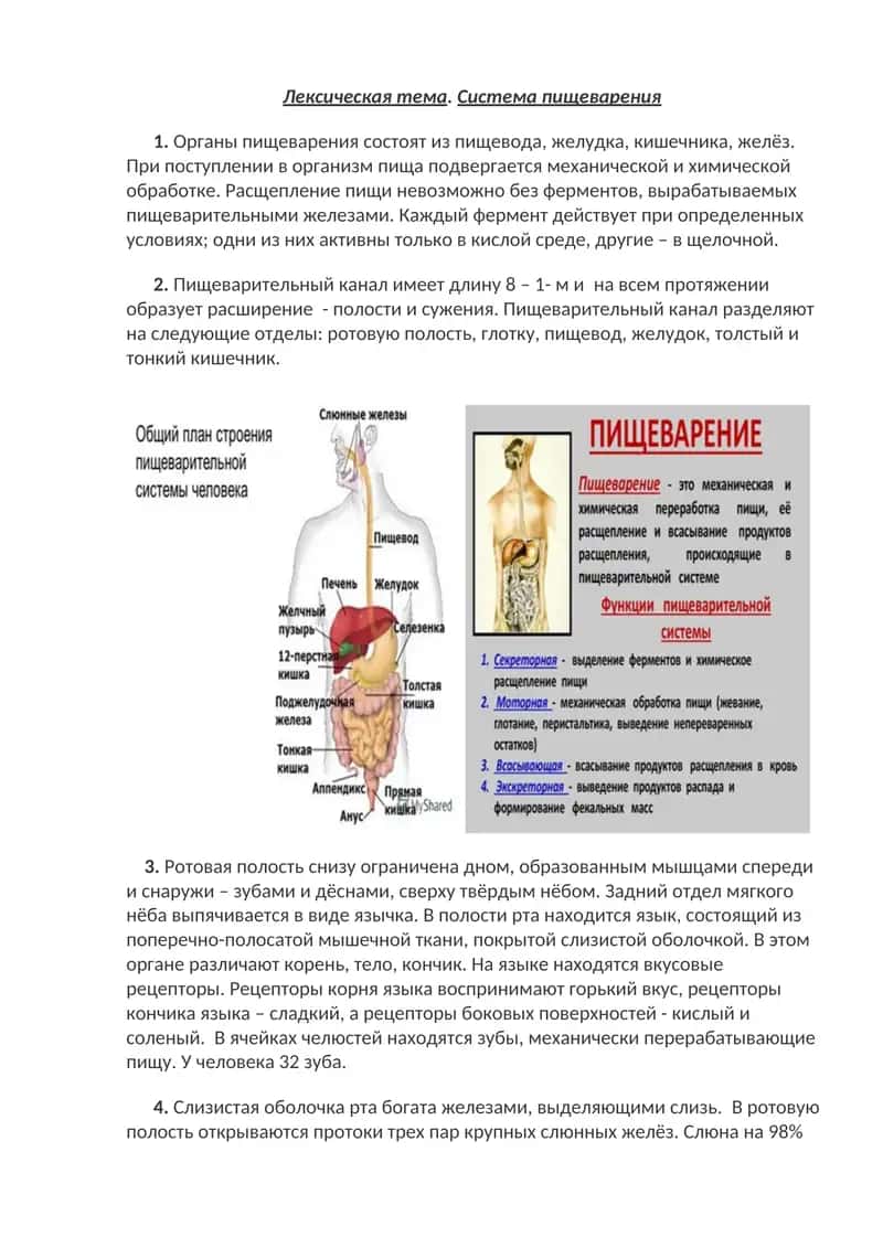 Система пищеварения