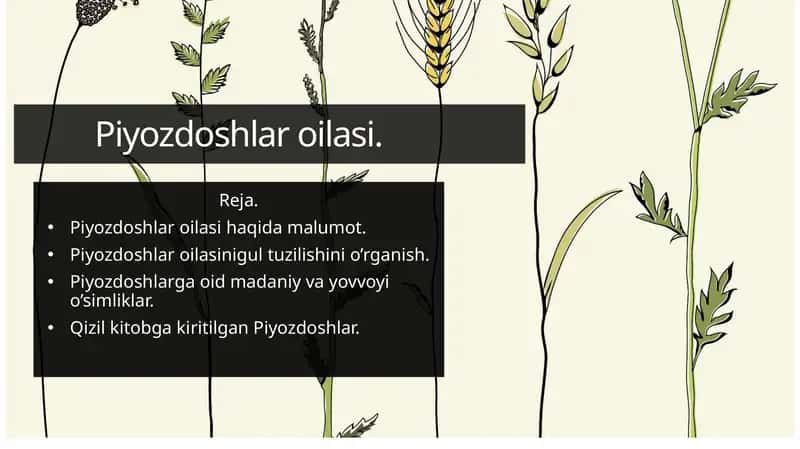 Piyozdoshlar oilasi