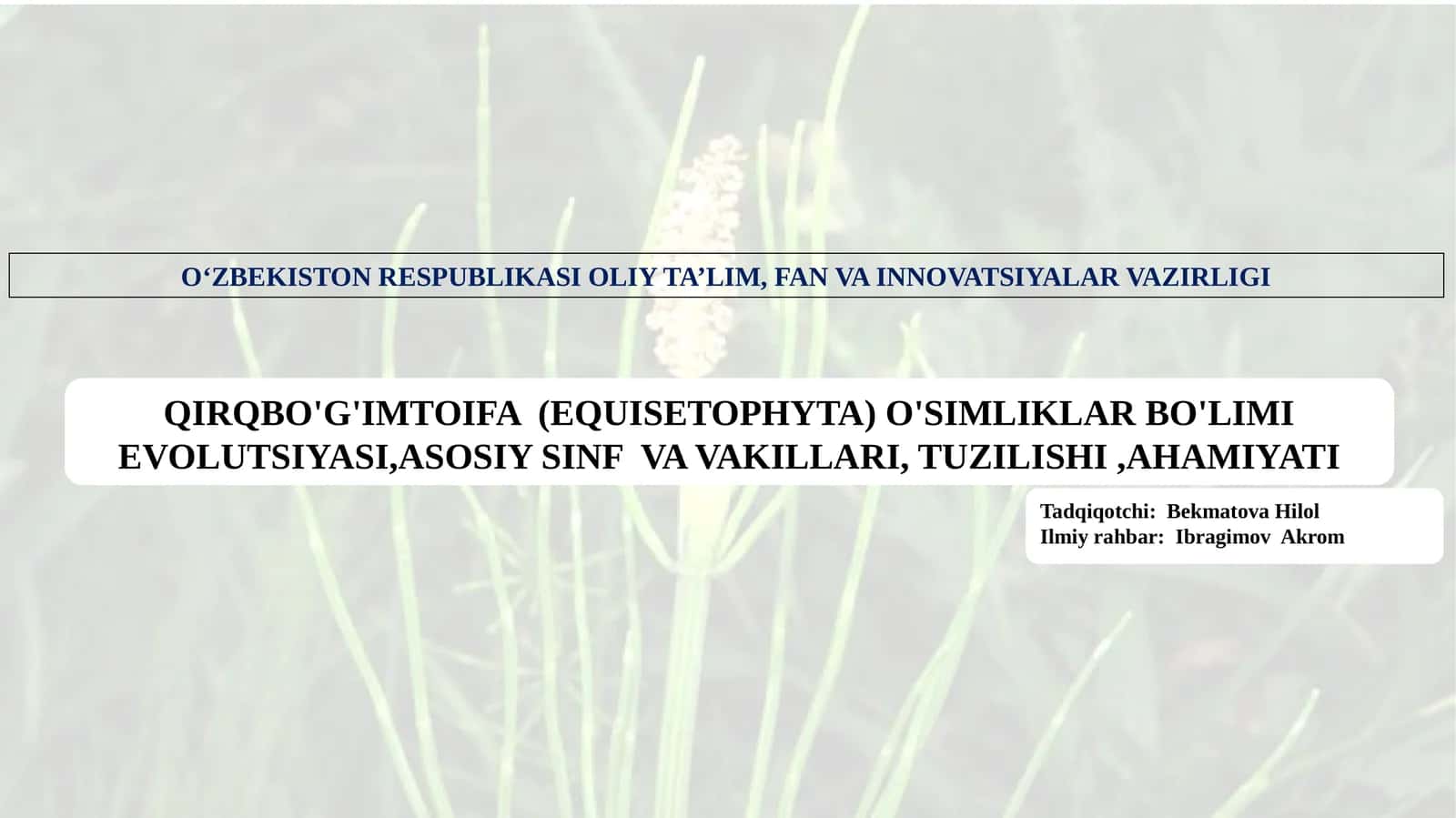 QIRQBO'G'IMTOIFA (EQUISETOPHYTA) O'SIMLIKLAR BO'LIMI EVOLUTSIYASI,ASOSIY SINF VA VAKILLARI, TUZILISHI,AHAMIYATI
