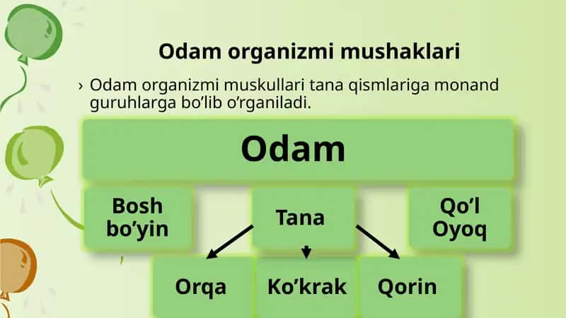 Odam organizmi mushaklari