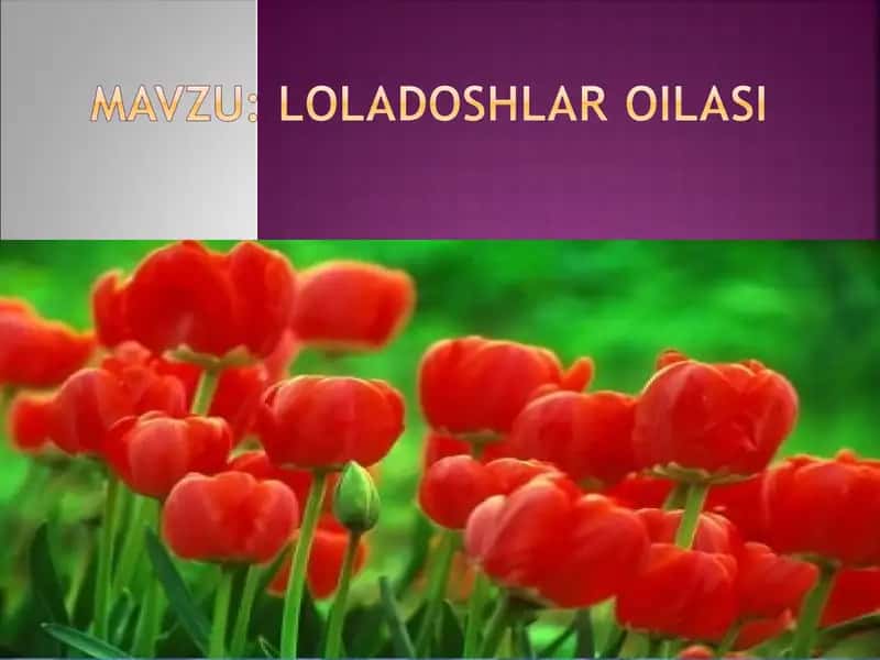 Loladoshlar oilasi va ularning hayot bosqichi