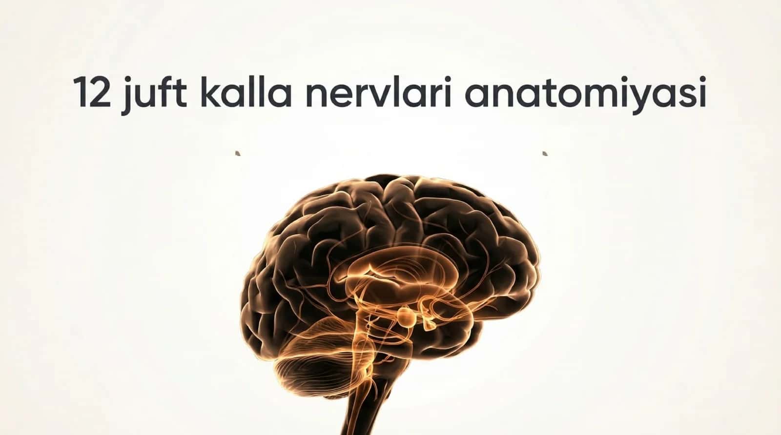 12 juft nerv anatomiyasi