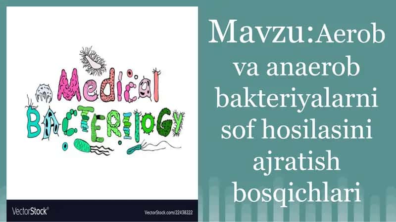 Aerob va anaerob bakteriyalarni sof hosilasini ajratish bosqichlari