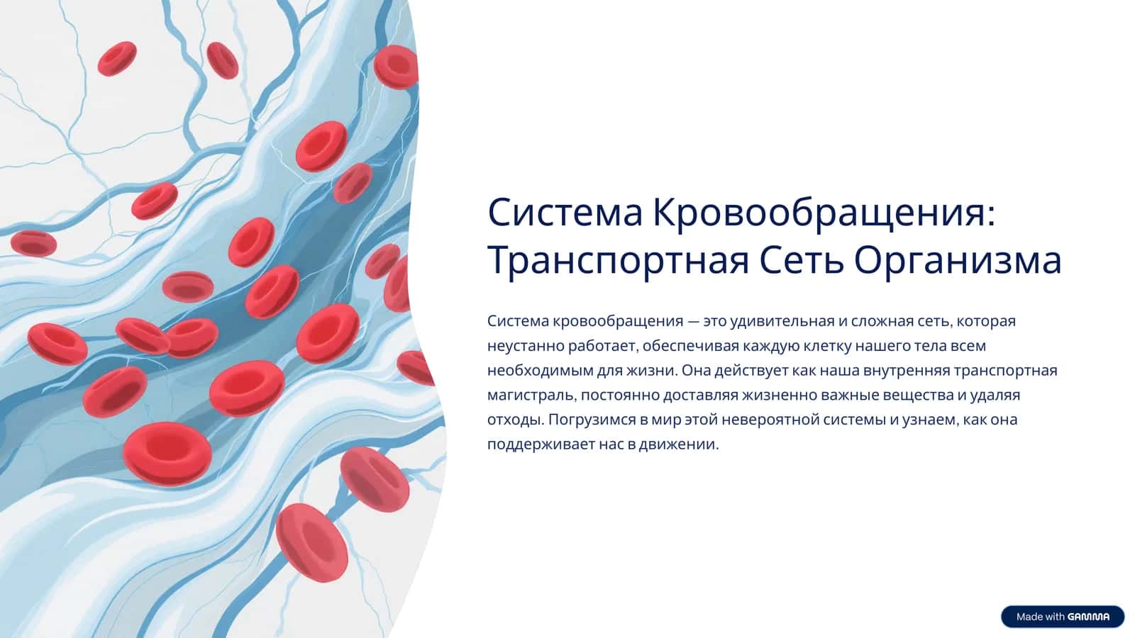 Система Кровообращения: Транспортная Сеть Организма