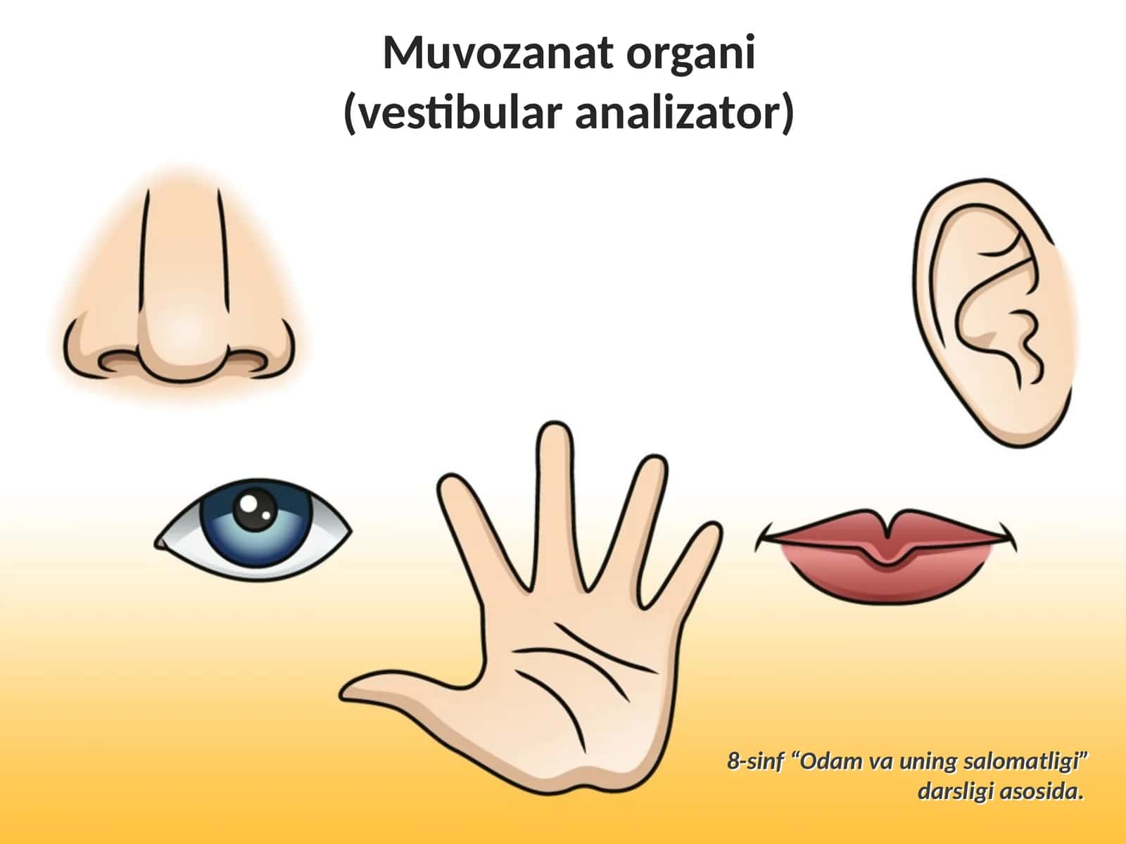 Muvozanat organi (vestibular analizator)