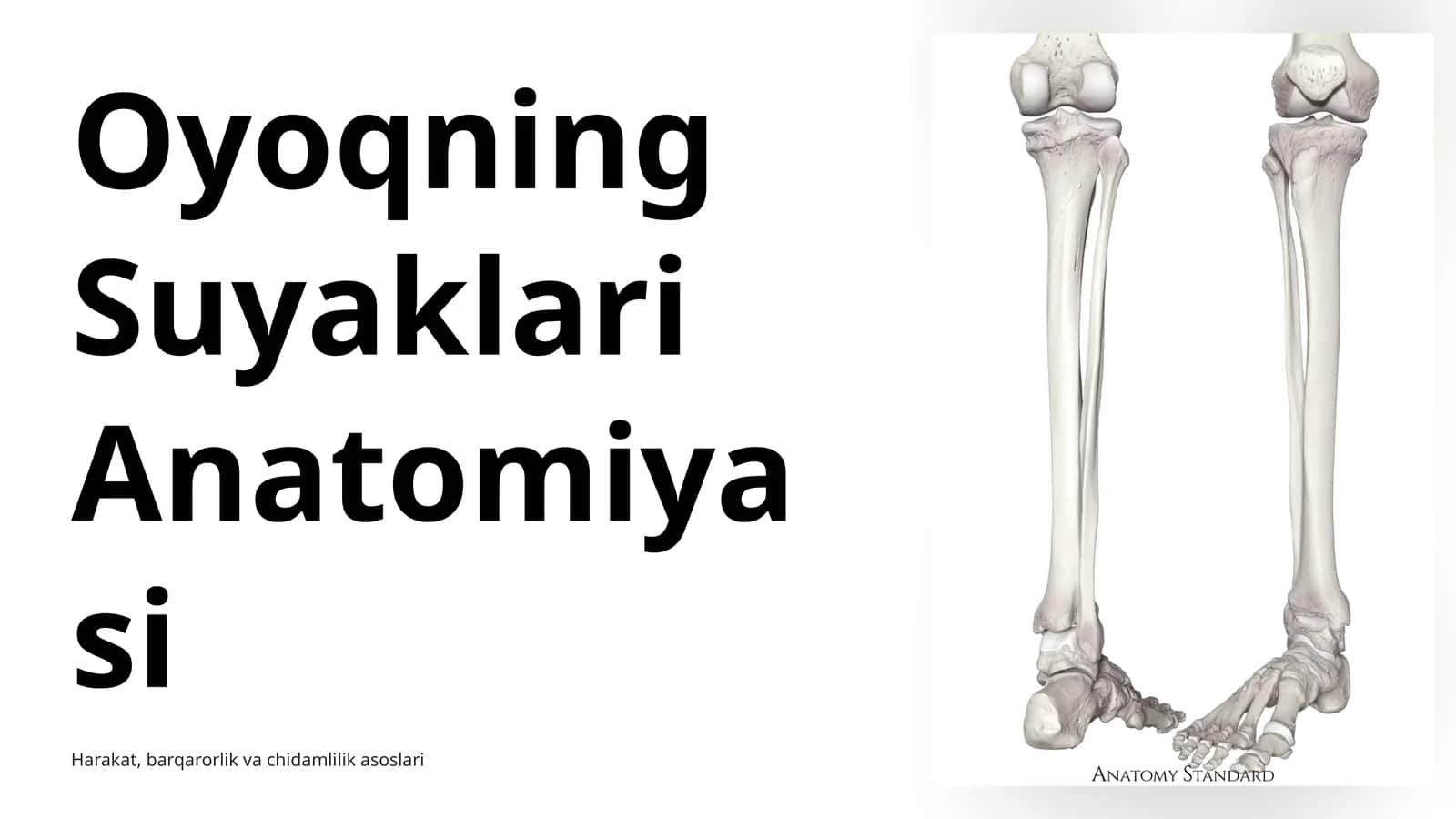 Oyoqning Suyaklari Anatomiyasi