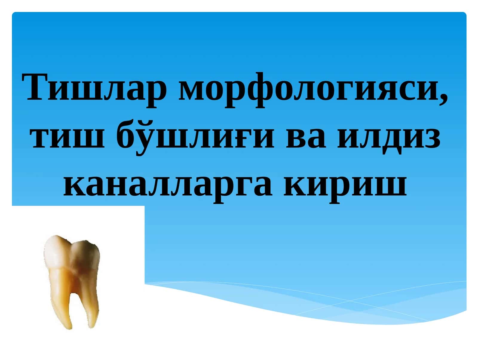 Тишлар морфологияси