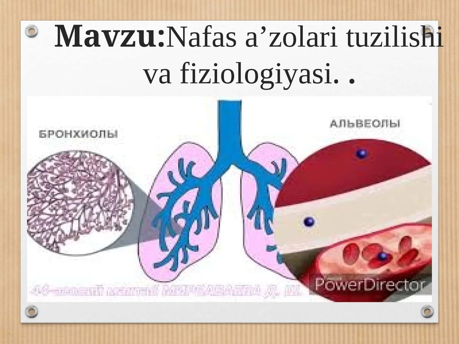 Nafas aʼzolari tuzilishi va fiziologiyasi