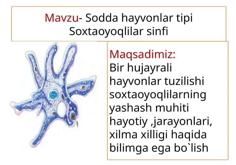 Sodda hayvonlar tipi Soxtaoyoqlilar sinfi