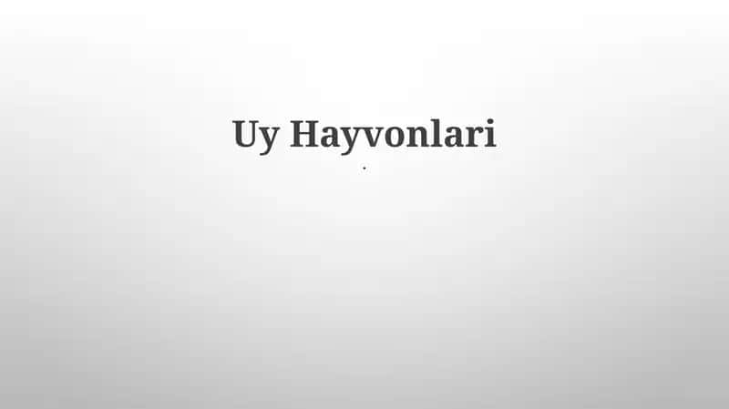 Uy Hayvonlari
