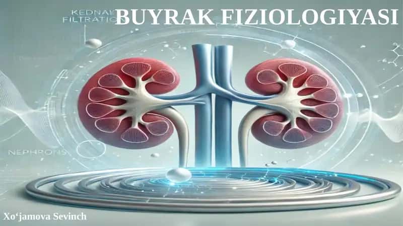 BUYRAK FIZIOLOGIYASI