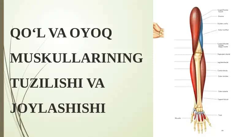 QO‘L VA OYOQ MUSKULLARINING TUZILISHI VA JOYLASHISHI
