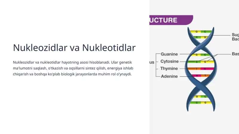 Nukleozidlar va Nukleotidlar