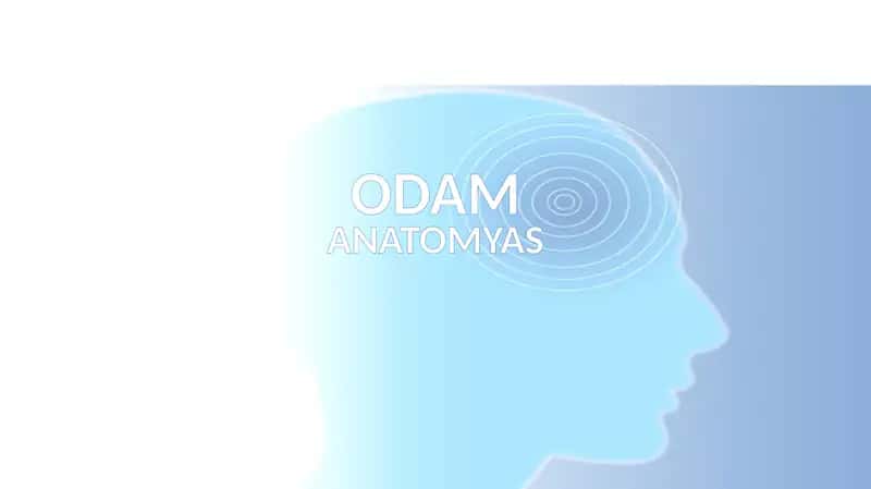 ODAM ANATOMYASI