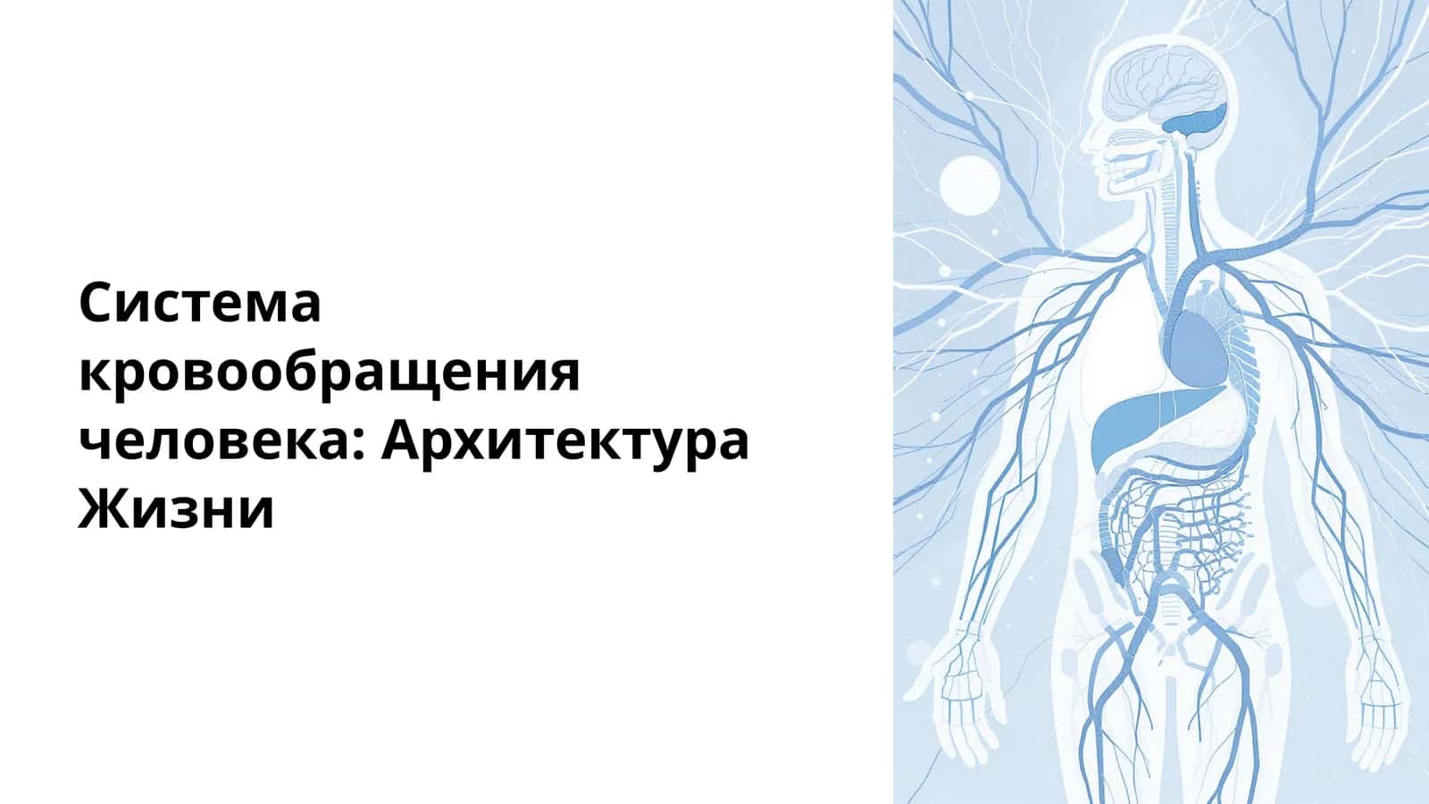 Система кровообращения человека: Архитектура Жизни