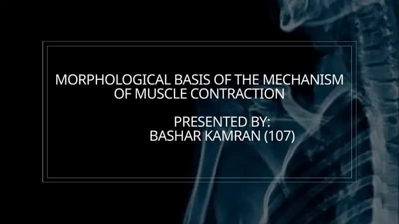 Structure Of Skeletal Muscle