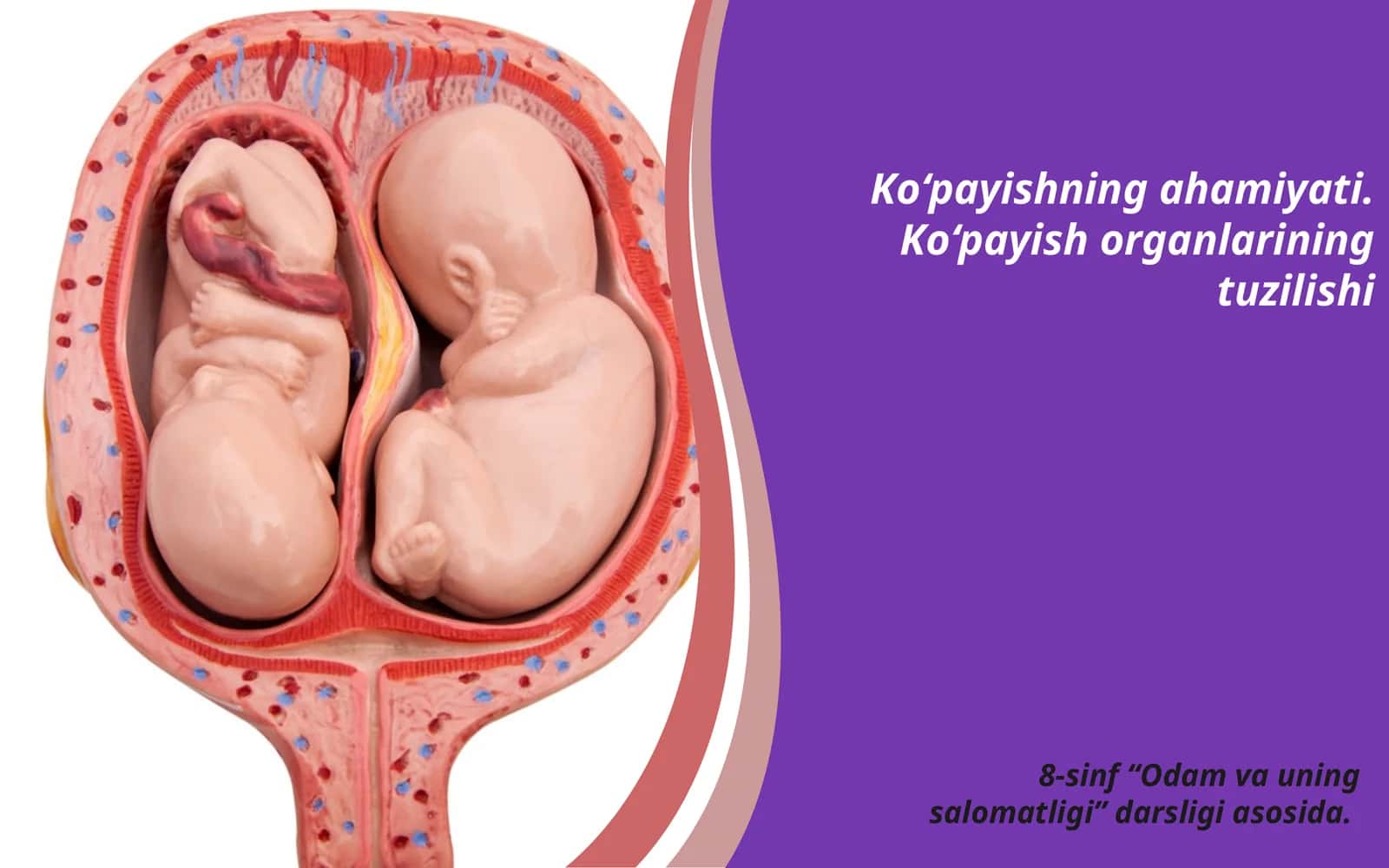 Ko‘payishning ahamiyati. Ko‘payish organlarining tuzilishi