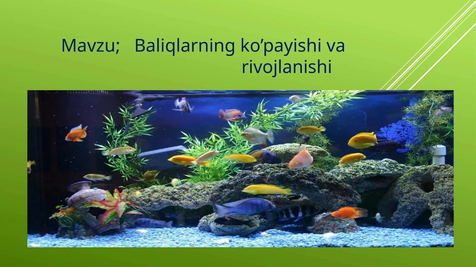 Baliqlarning ko’payishi va rojlanishi