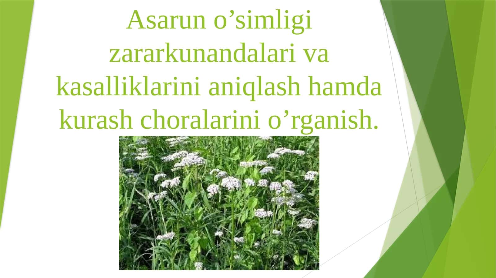 Valerian to'riqqursi