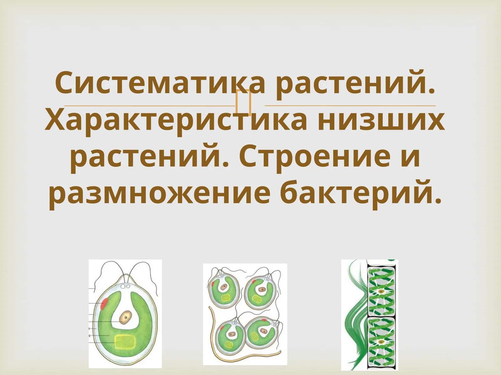 Систематика растений