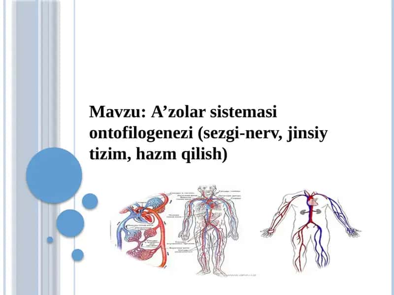 A’zolar sistemasi ontofilogenezi(sezgi-nerv,jinsiytizim, hazmqilish)