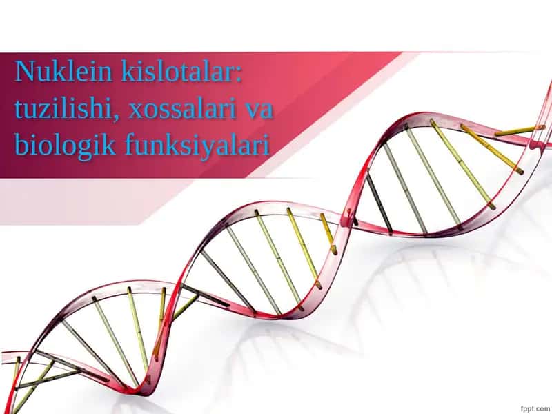 Nuklein kislotalar: tuzilishi, xossalari va biologik funksiyalari