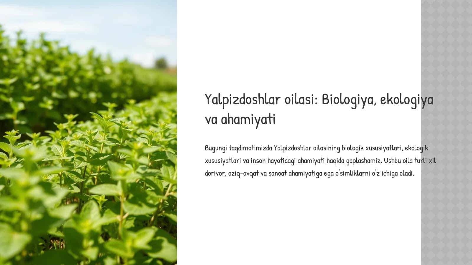 Yalpizdoshlar oilasi: Biologiya, ekologiya va ahamiyati