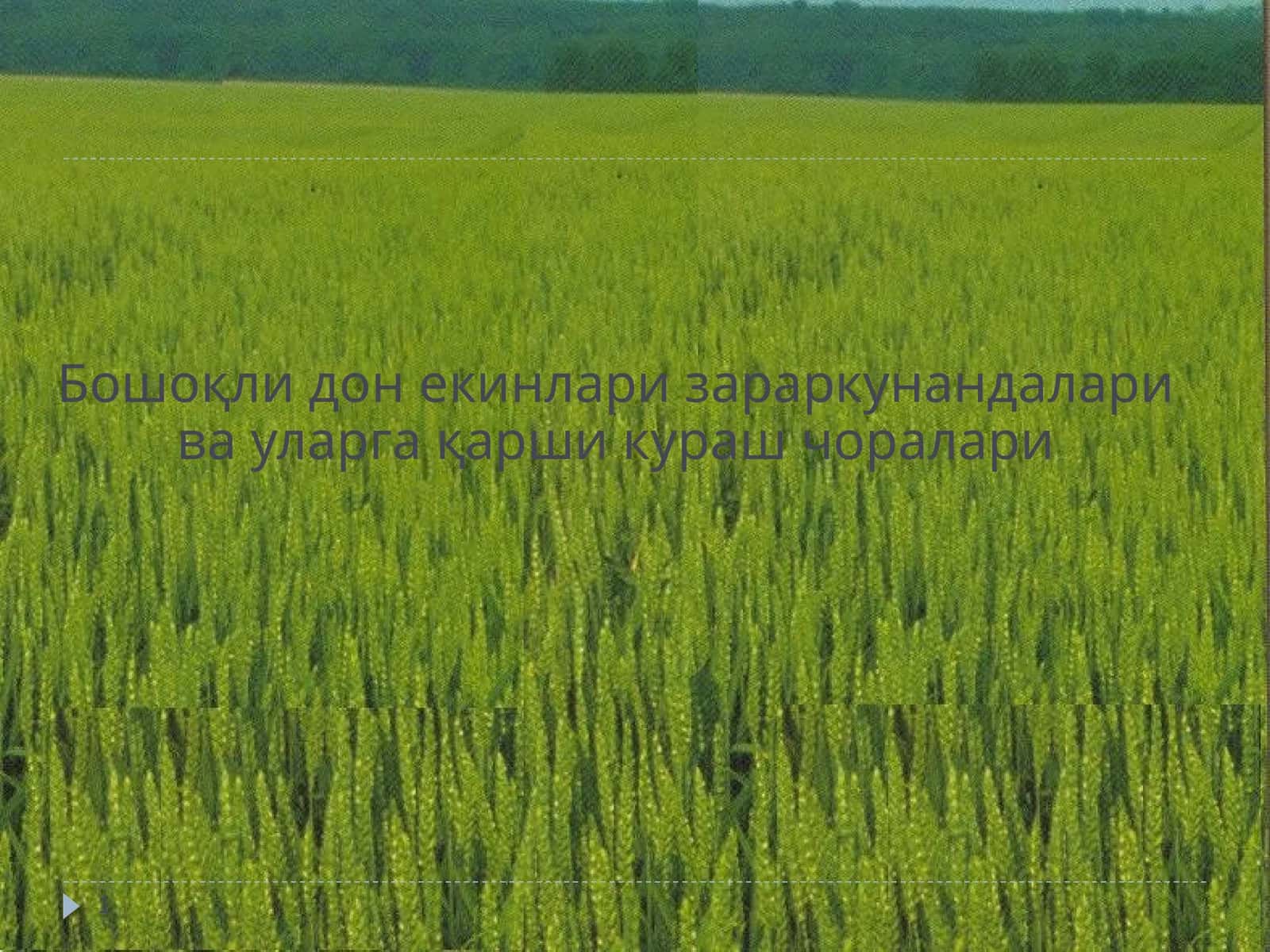 Бошоқли дон екинлари зараркунандалари ва уларга қарши кураш чоралари