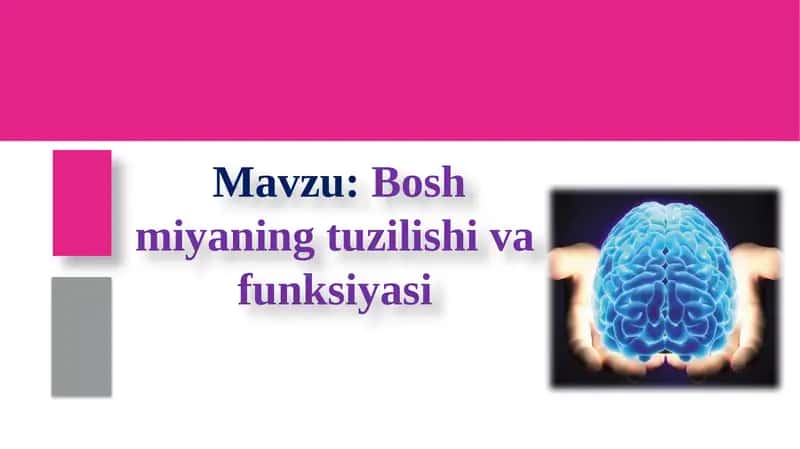 Boshmiyaning tuzilishi va funksiyasi