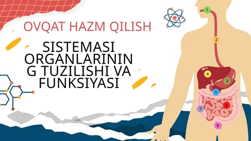 Ovqat hazm qilish sistemasi