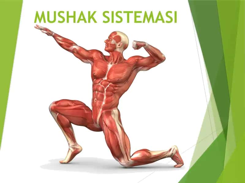 Mushaklar, Mushaklar bilan bog’langan tuzilmalar Мушаклар Мускуллар Мушаклар билан богланган тузилмалар