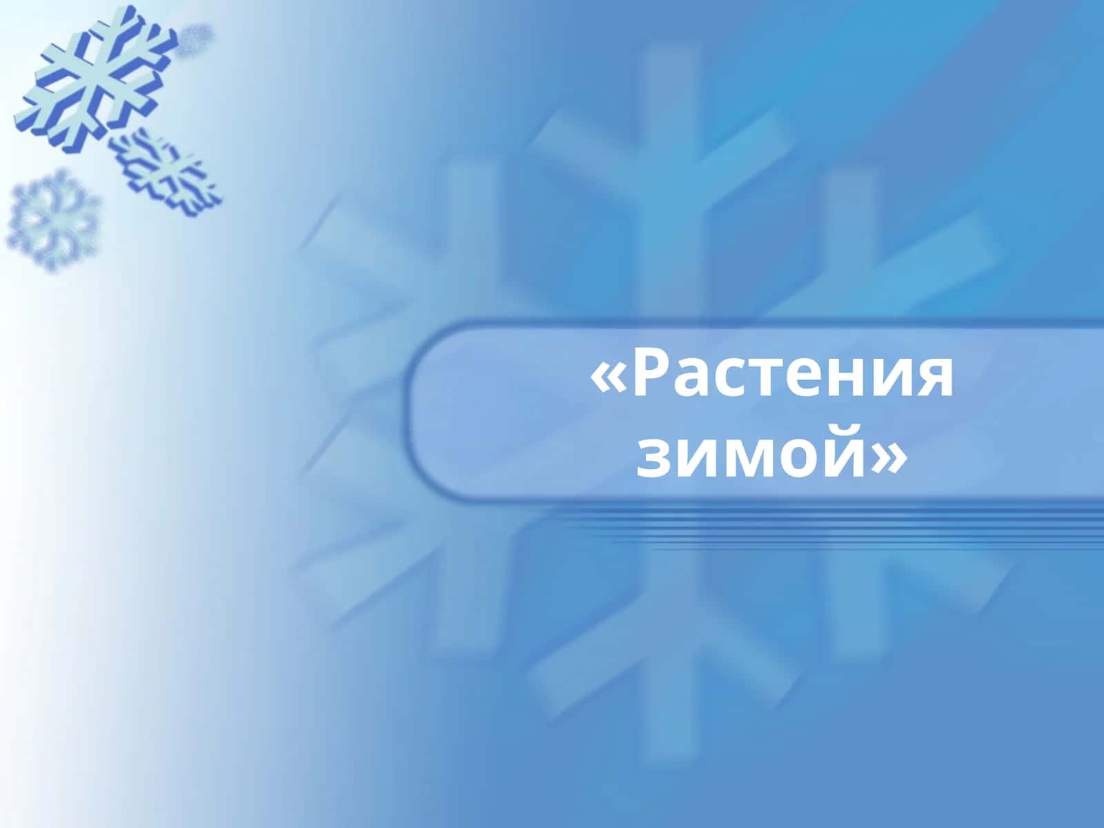 Растения зимой