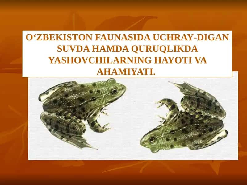 O‘ZBEKISTON FAUNASIDA UCHRAY-DIGAN SUVDA HAMDA QURUQLIKDA YASHOVCHILARNING HAYOTI VA AHAMIYATI.