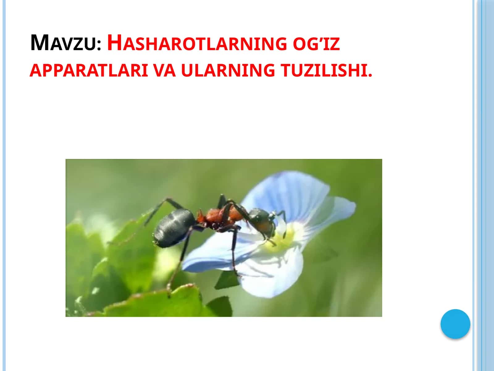 Hasharotlarning og’iz apparatlari va ularning tuzilishi
