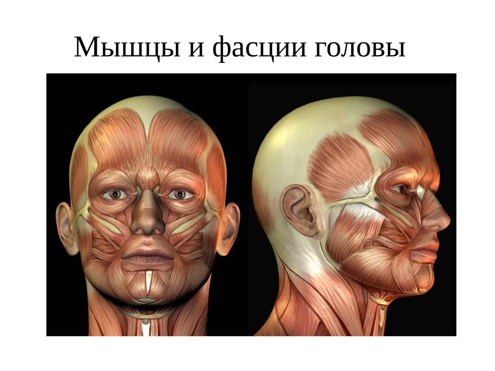 Мышцы и фасции головы
