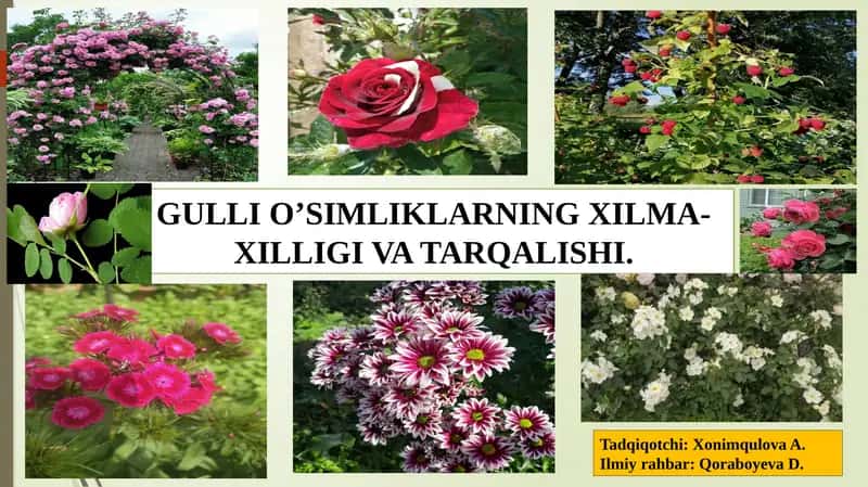 GULLI O’SIMLIKLARNING XILMA-XILLIGI VA TARQALISHI