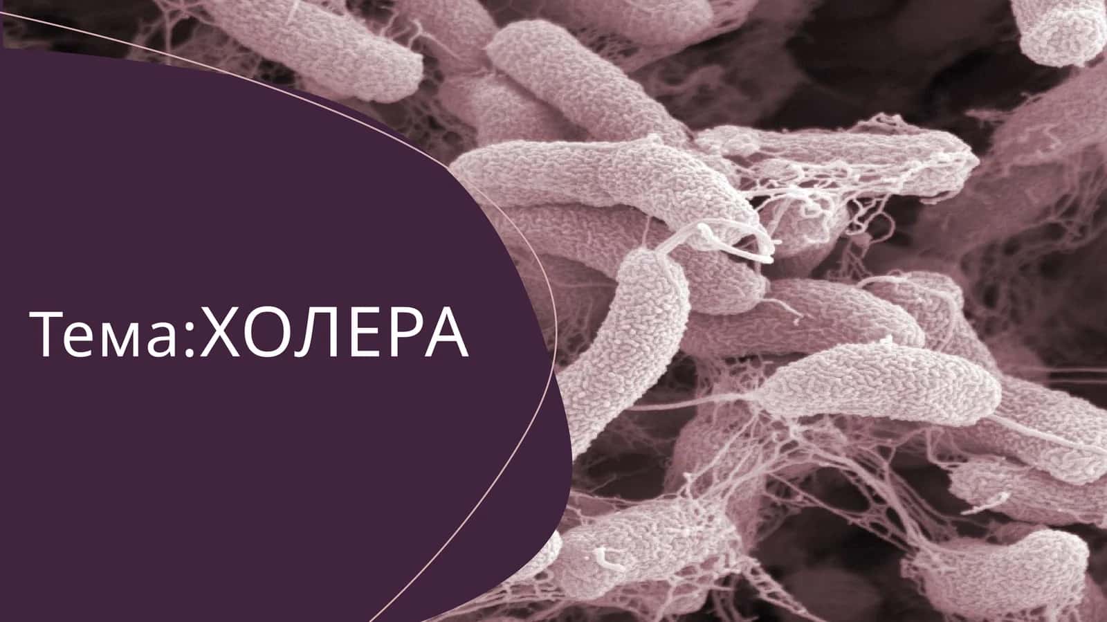 Тема:ХОЛЕРА