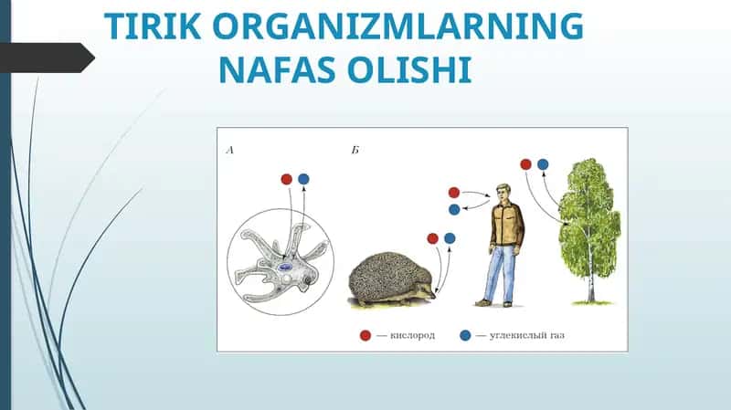 TIRIKORGANIZMLARNING NAFASOLISHI