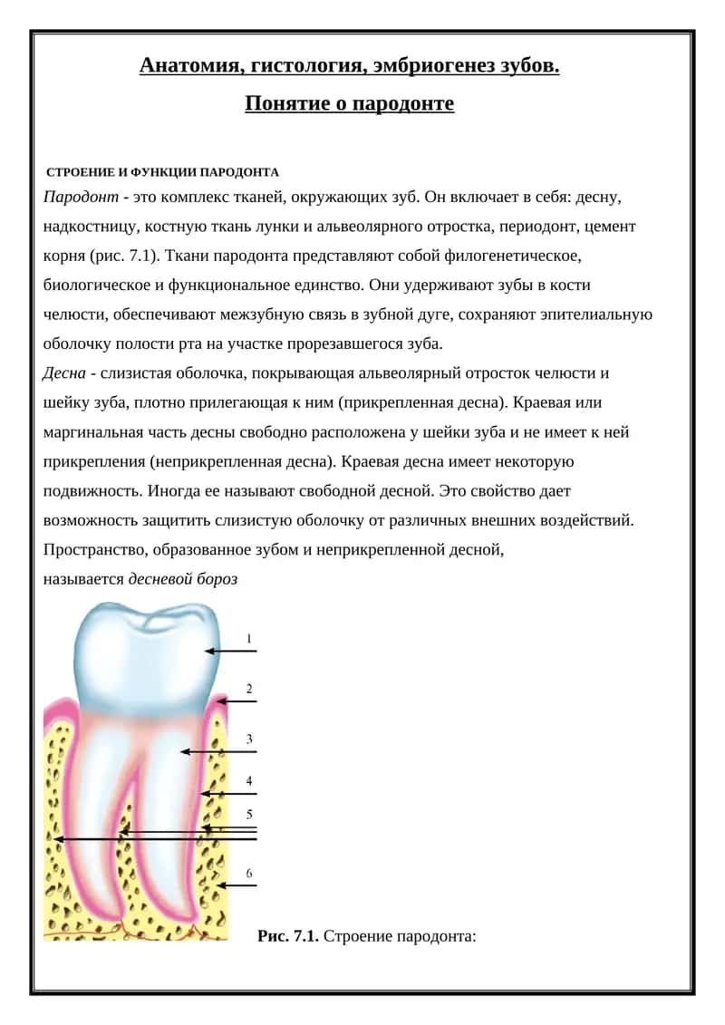 Анатомия, гистология, эмбриогенез зубов