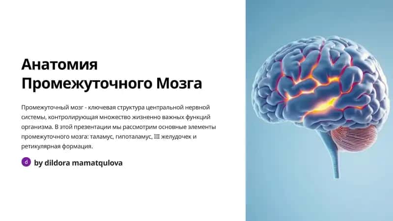 Анатомия Промежуточного Мозга