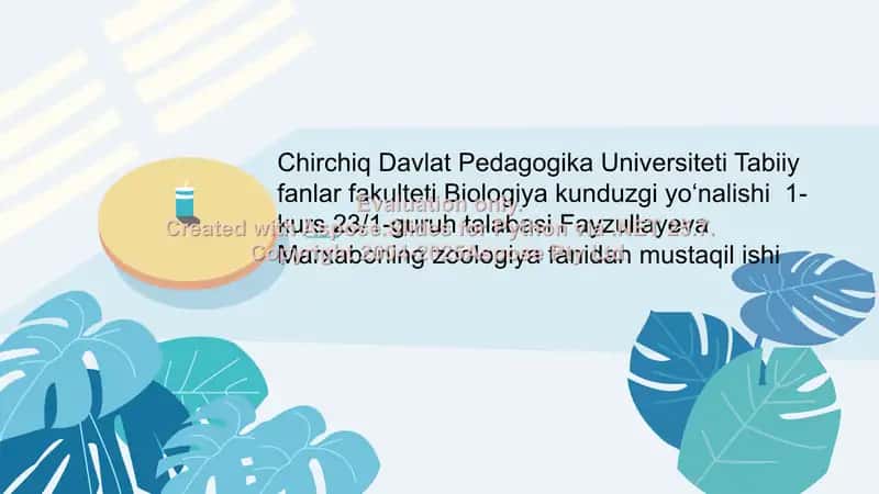 Qorinoyoqli mollyuskalar