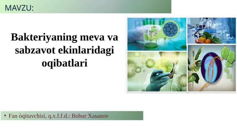 Bakteriyaning meva va sabzavot ekinlaridagi oqibatlari